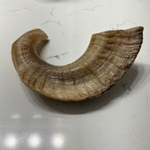 Very Old Ram Horn